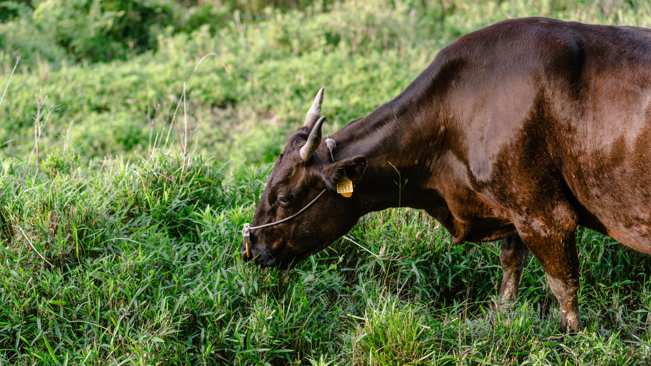 【裏話】原材料にこだわっています(のでたくさん食べてほしい)